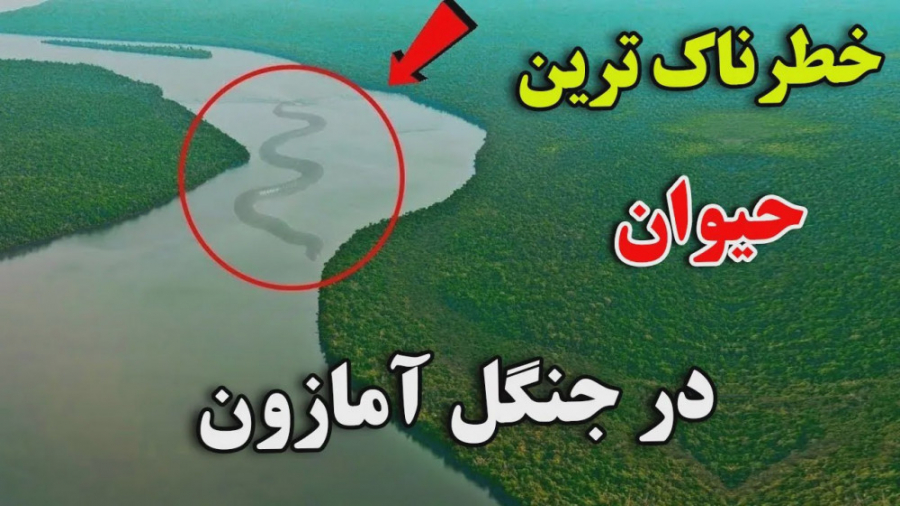 10 موجود خطرناک که در آمازون زندگی می کنند!!!