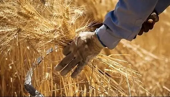 خبر مهم درباره پرداخت مطالبات گندمکاران به گفته معاون وزیر جهاد کشاورزی + اعلام جزییات