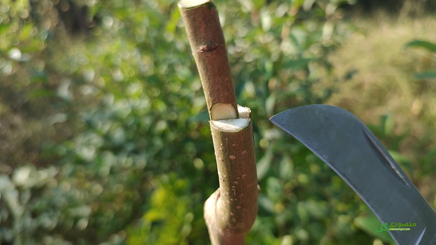 آموزش پیوند زنی / آموزش سه روش پیوند زدن گل و گیاه و درختان میوه