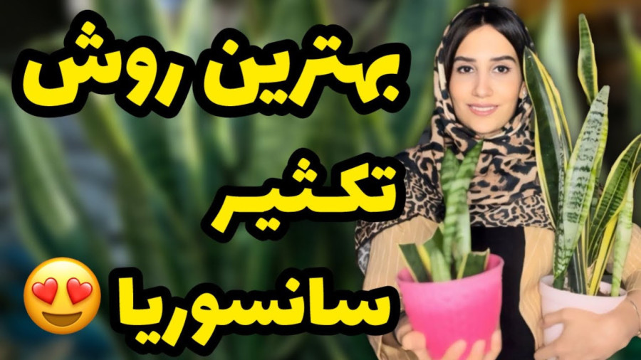 بهترین روش تکثیر سانسوریا/ اینجوری سانسوریا تکثیر کنین و ازش پاجوش بگیرین
