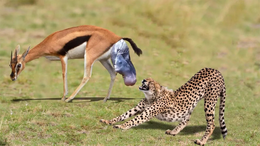 بچه تازه متولد شده غزال معجزه آسا از دست پلنگ ها فرار کرد _ مستند _ حیات وحش