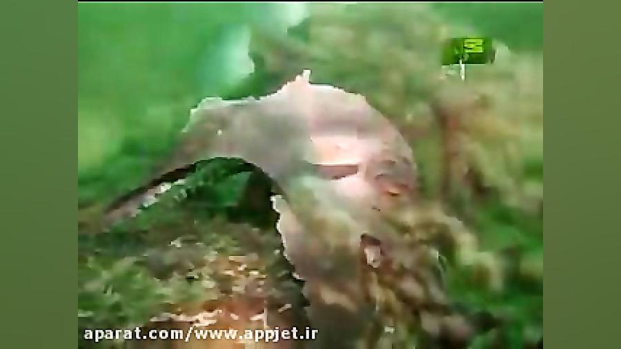 حمله هشت پا به غواص تا نهایت مرگ