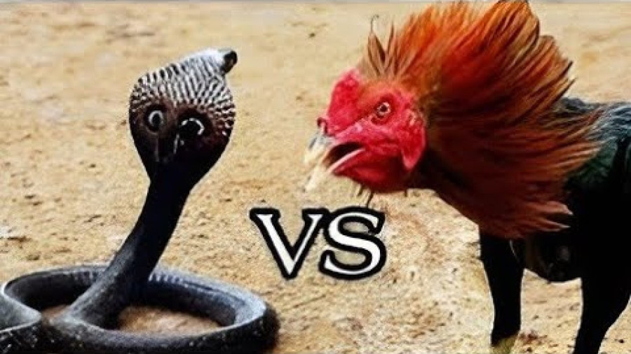 خروس vs کبرا - مستند حیات وحش - حیوانات جدید - رازبقا آپارات