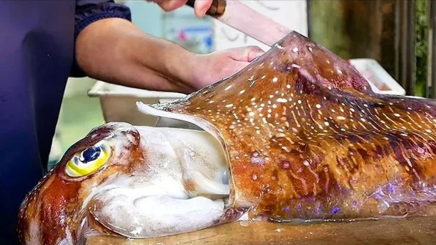 غذای خیابانی در ژاپن؛ تهیه و سرو غذاهای محبوب با ماهی مرکب بزرگ