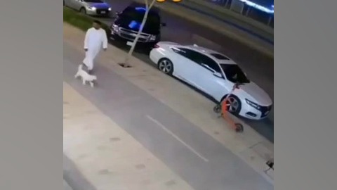 لحظه عجیب حمله گربه به یک سگ