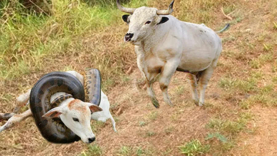 مار در مقابل گاو - مستند حیات وحش - حیوانات جدید - رازبقا