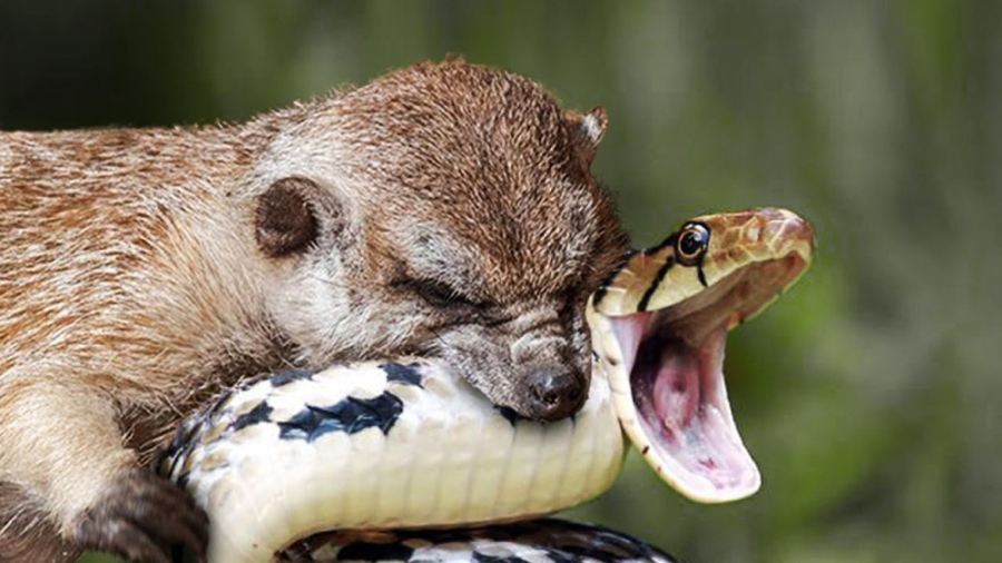 مستند حیات وحش - شکار مار کبرا توسط خرس وحشی