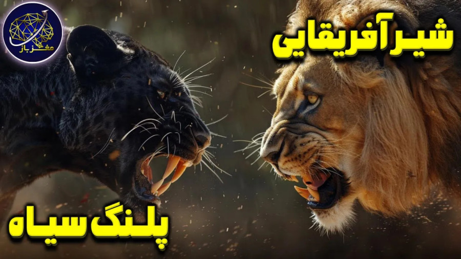 نبرد شیر و پلنگ سیاه