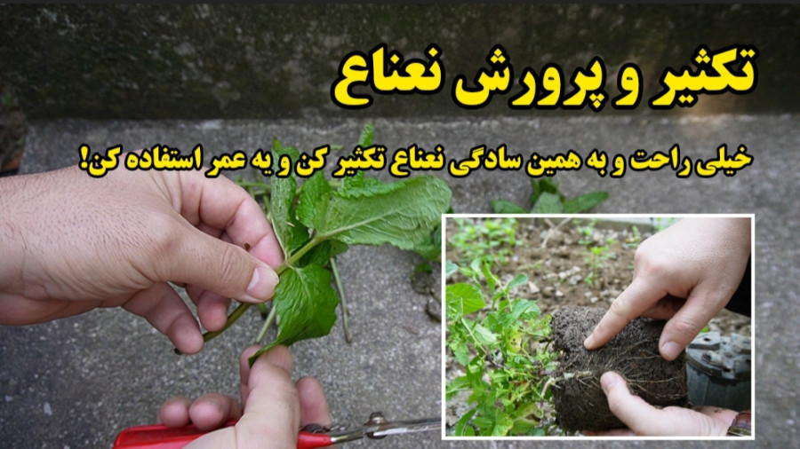 نحوه قلمه زدن و تکثیر نعناع / به همین راحتی در خانه نعناع پرورش بده