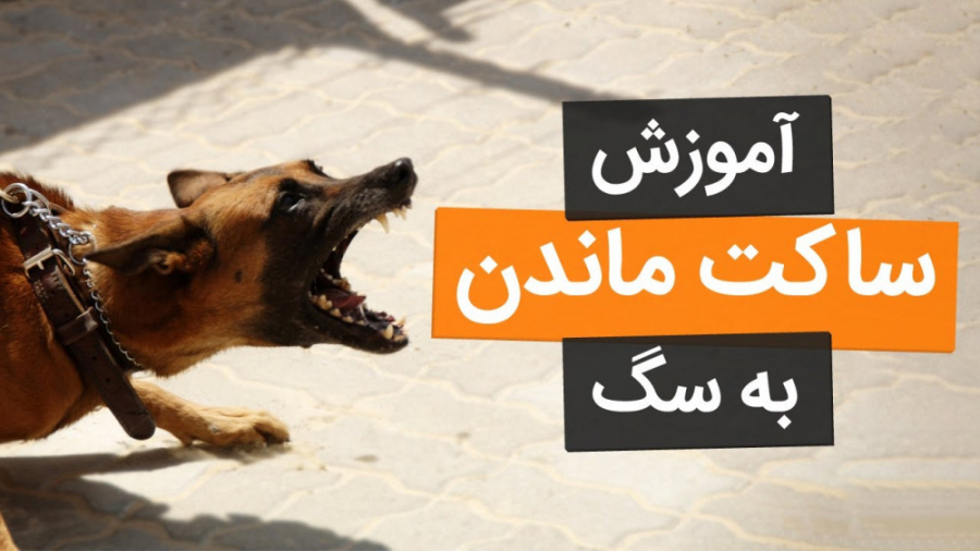 چطور از پارس کردن سگ ها جلوگیری کنیم؟