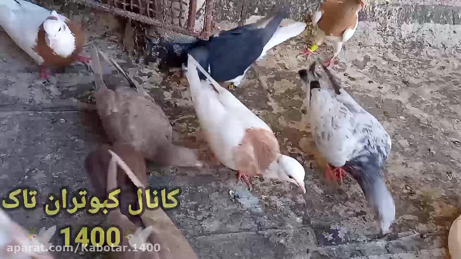 از بین بردن شپش کبوتر (بدون دارو)