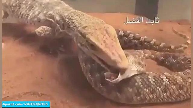 حمله و نبرد بزمجه با مار افعی شاخدار