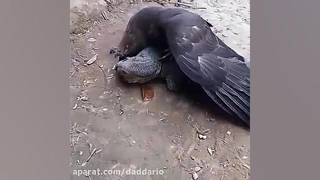 عاقبت حمله ناموفق عقاب به بزمجه