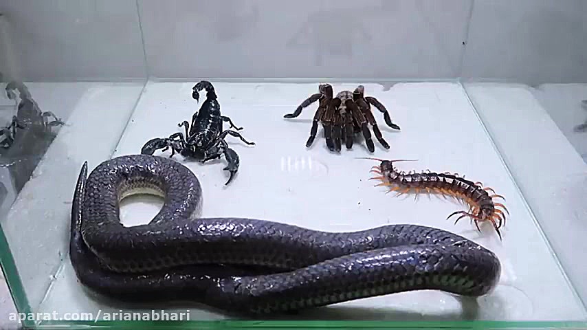 مبارزه عقرب سیاه با مار و رطیل