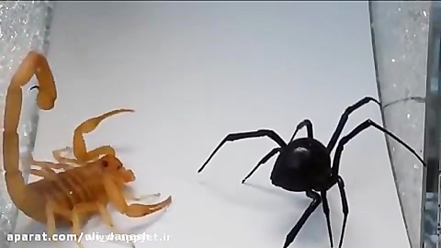 مبارزه عقرب و عنکبوت
