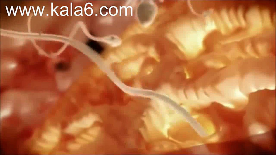 مراحل تشکیل جنین (از اسپرم تا تولد)