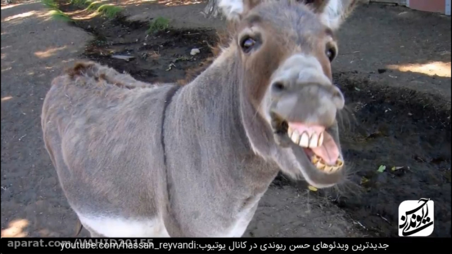 کلیپ خنده دار حسن ریوندی - خر شناسی از دیدگاه ریوندی