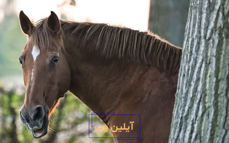 تعبیر خواب اسب
