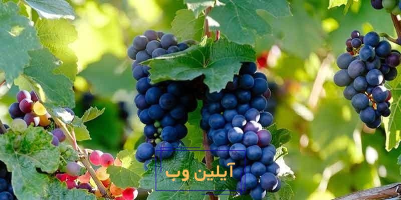 تعبیر خواب آب انگور