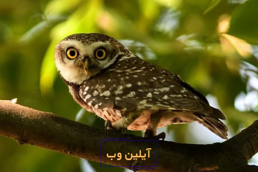 تعبیر خواب جغد