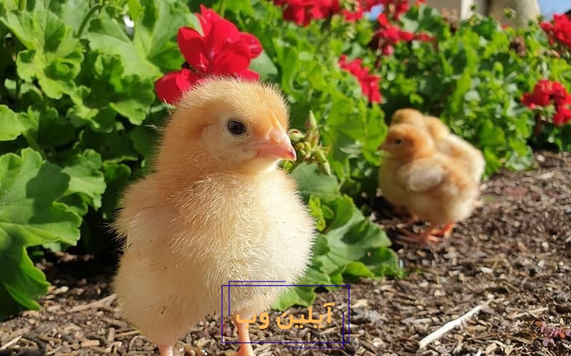 تعبیر خواب جوجه