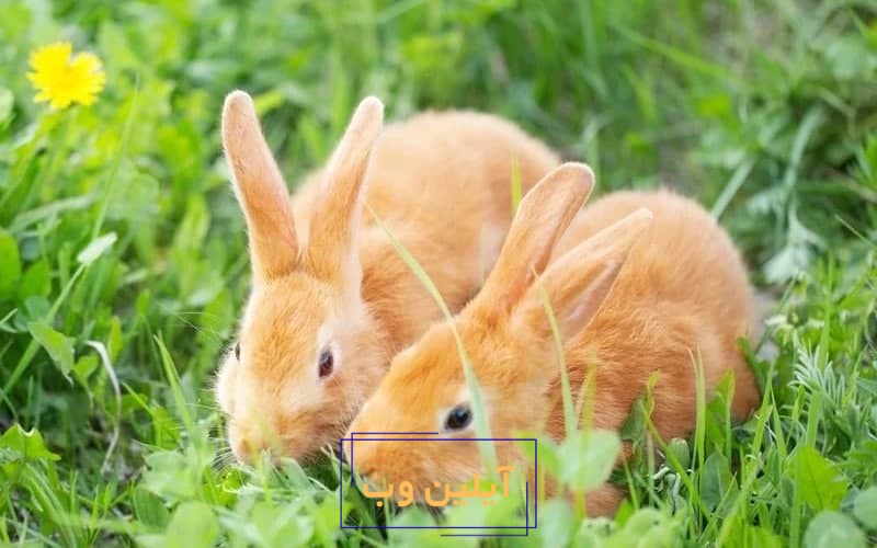 تعبیر خواب خرگوش