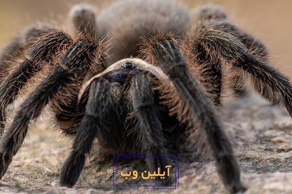 تعبیر خواب رتیل