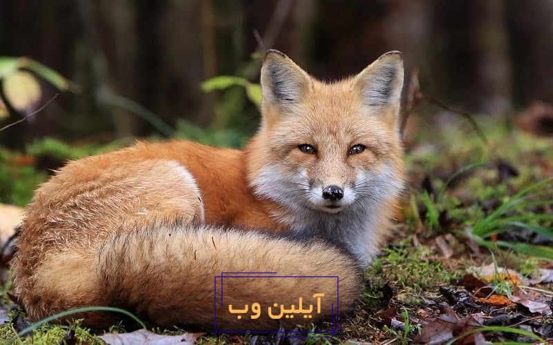 تعبیر خواب روباه
