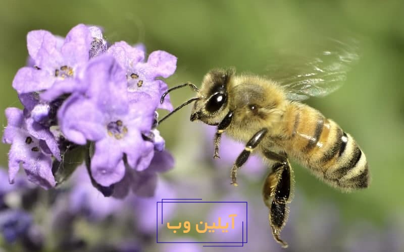 تعبیر خواب زنبور عسل