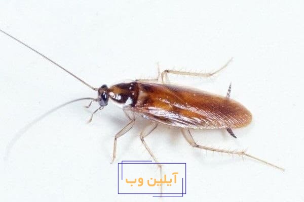تعبیر خواب سوسک