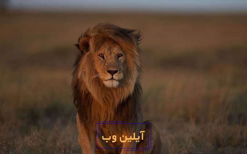 تعبیر خواب شیر حیوان