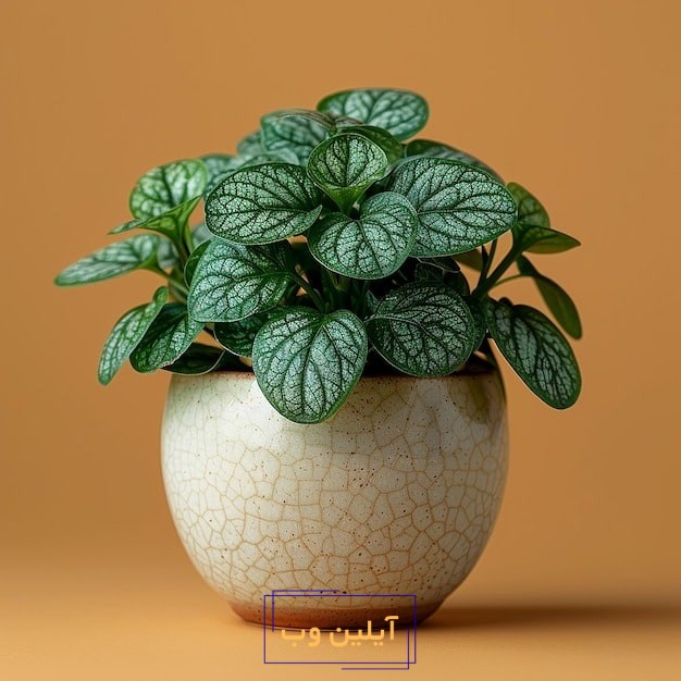 چه گلی برای رزق و روزی خوبه
