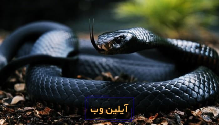 تعبیر خواب مار