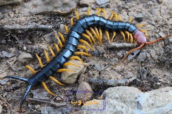 تعبیر خواب هزارپا