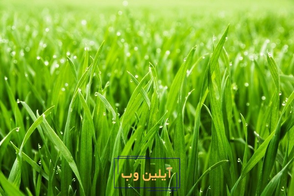 تعبیر خواب چمن