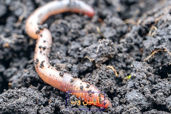 تعبیر خواب کرم