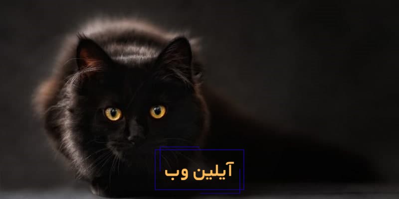 تعبیر خواب گربه