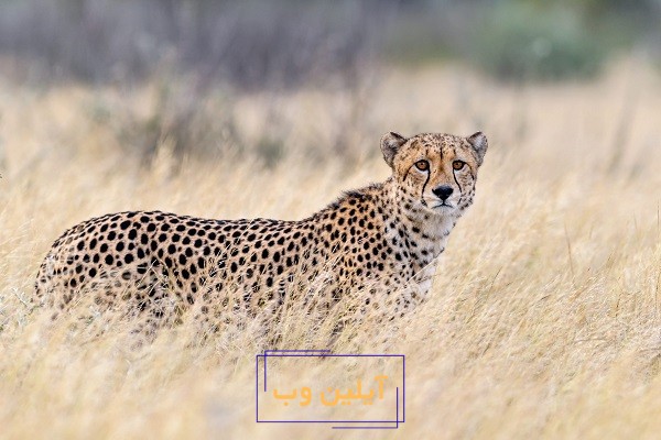 تعبیر خواب یوزپلنگ