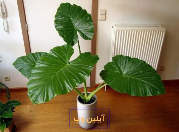 گل بابا آدم در فنگ شویی