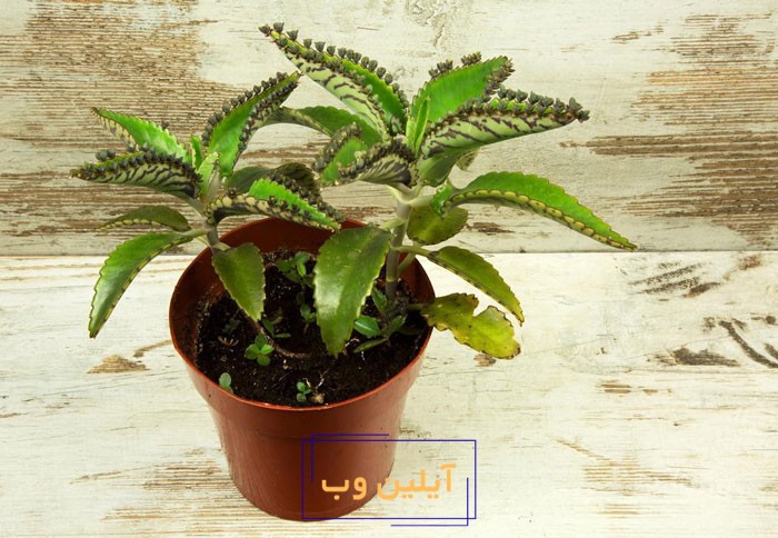 گل اشک تمساح در فنگ شویی