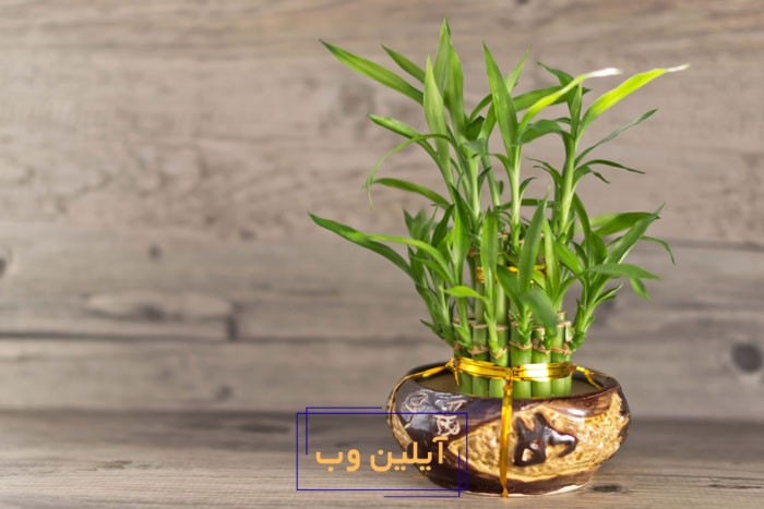 گیاه سلامتی بامبو در فنگ شویی