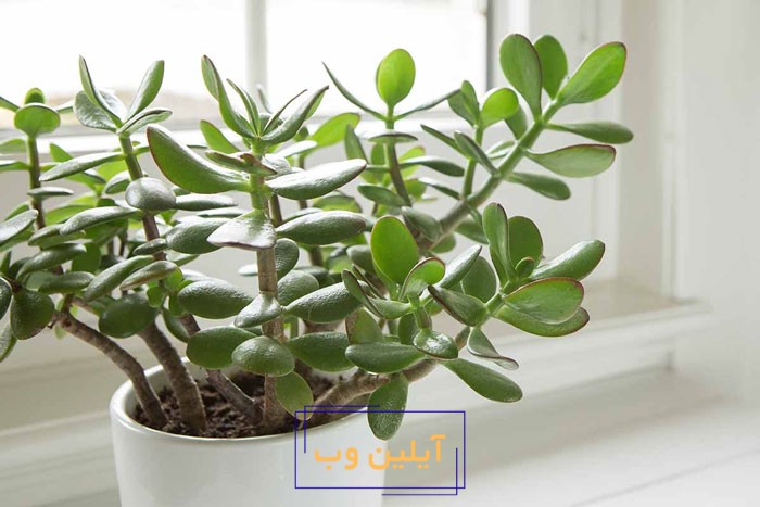 گیاه سلامتی یشم در فنگ شویی