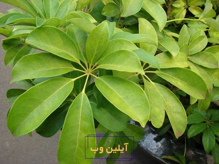 گل شفلرا در فنگ شویی