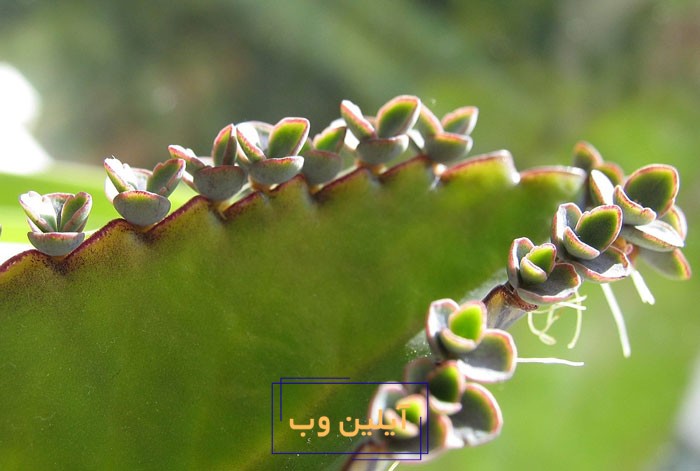 گل اشک تمساح شرایط نگهداری