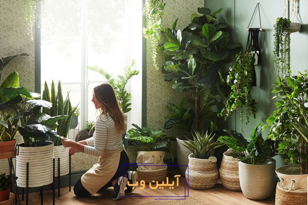 گل باباآدم در فنگ شویی