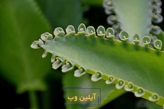 گل اشک تمساح در فنگ شویی