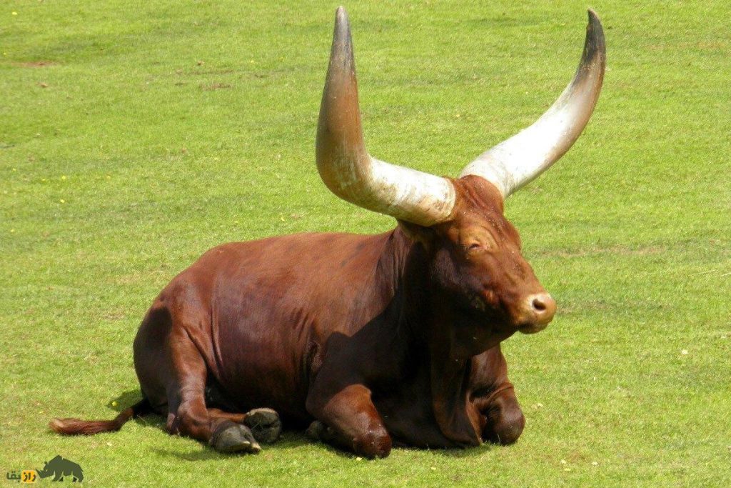 اولین گاو اهلی جهان کی، کجا و چگونه به وجود آمد؟