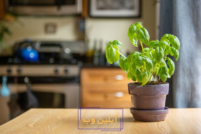 استفاده از گیاه در آشپزخانه