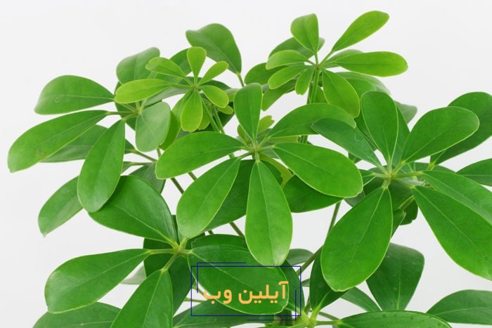 گل شفلرا در فنگ شویی