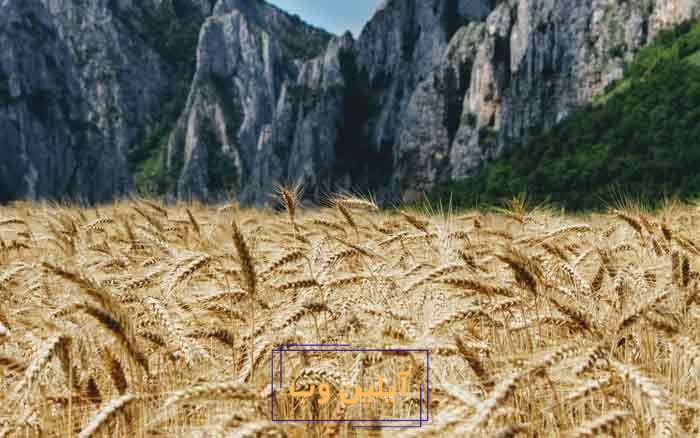 عکس گندم زار در فنگ شویی